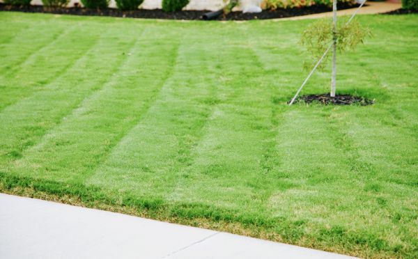 Bluegrass Sod Installation