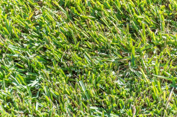 Centipede Grass Installation