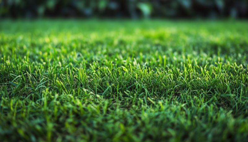 Fescue Sod Installation in Ventura County, CA